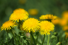 Dandelion