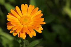 Calendula Flowers