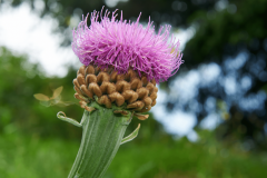 Milk Thistle