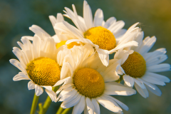 Chamomile