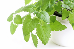 Catnip Plant